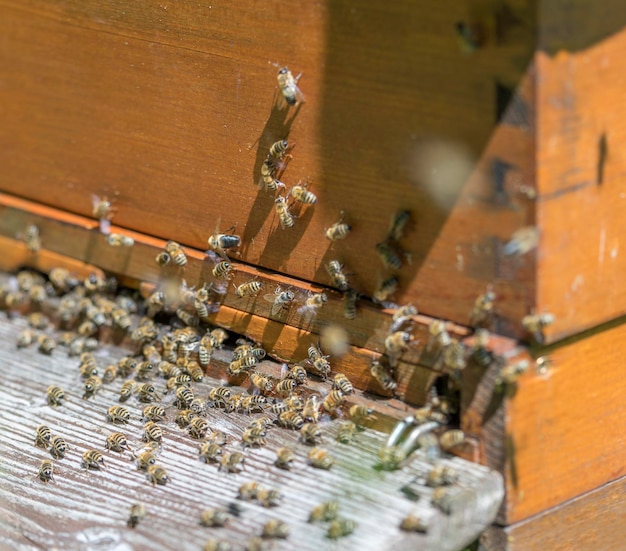 Colmenas y abejas