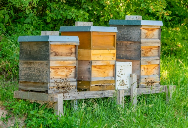 Colmenas de abejas