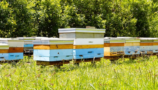 Colmenas en un apiario para abejas y recolección de néctar