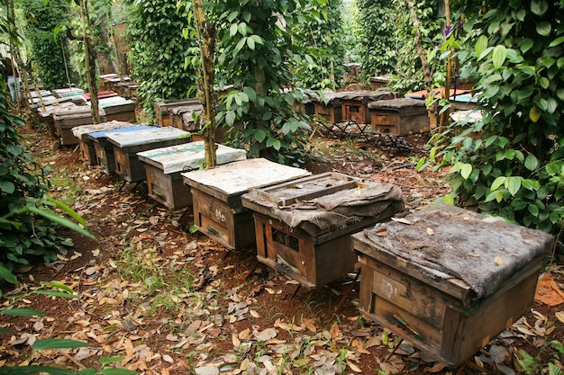 Colmenas en un apiario con abejas volando a las tablas de aterrizaje, Marcos de una colmena de abejas. Inspección de apicultor