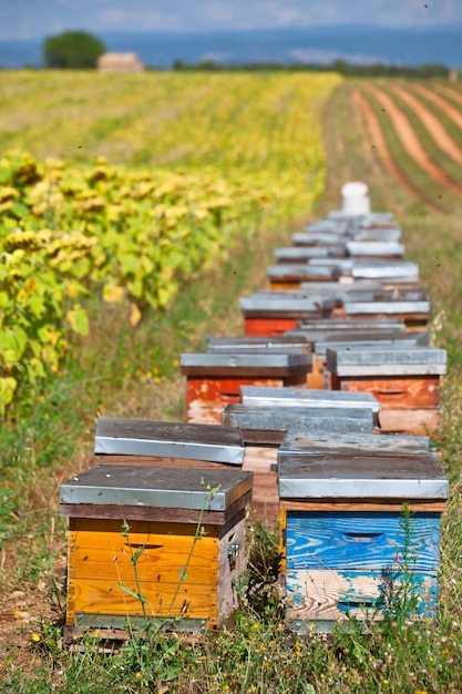 Colmenas en el campo de girasol en Provenza, Francia