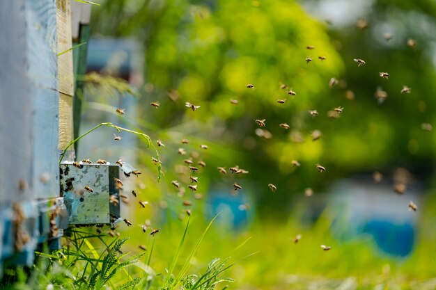 Colmenas en un colmenar con abejas volando hacia las plataformas de aterrizaje.