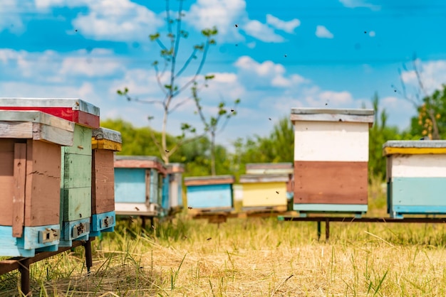 Colmenas en un colmenar Vida de abejas obreras Abejas de trabajo en colmena Apicultura