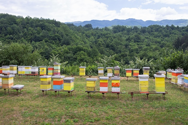 Colmenas de colores en un prado en la campiña de Montenegro. Colmenar, apicultura en Europa.