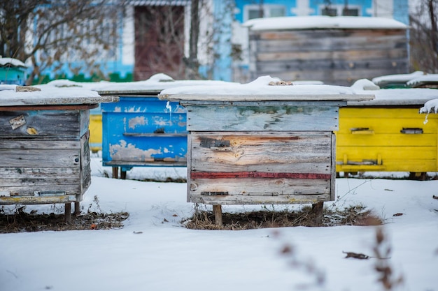 Colmenas de grupo en el jardín de invierno con cubierta de nieve