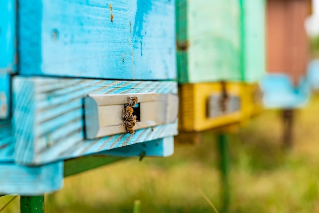 Colmenas de madera amarillas de pie sobre la hierba en el campo y abejas voladoras que traen polen. Abejas dando vueltas cerca del área de la colmena. De cerca