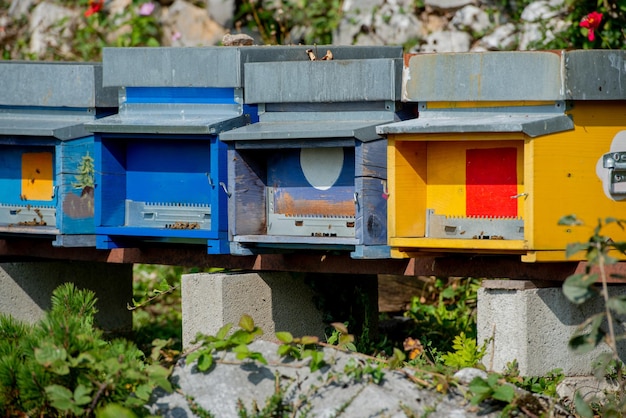 Colmenas de madera de colores