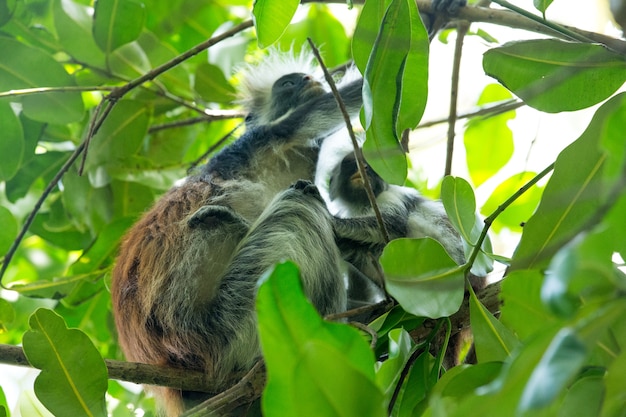 Colobo rojo Piliocolobus kirki mono en la madera depositada, bosque Jozani, Zanzíbar, Tanzania