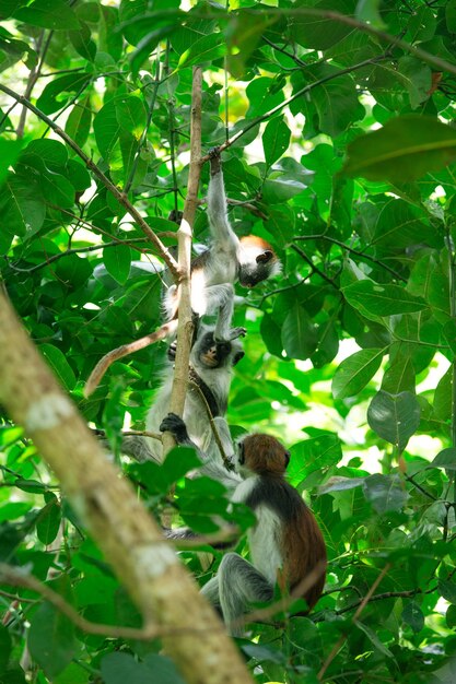 Colobo rojo Piliocolobus kirki mono en la madera depositada, bosque de Jozani, Zanzíbar, Tanzania