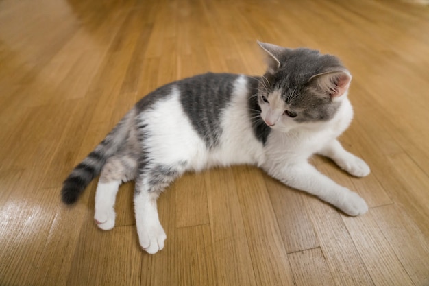 Colocação pequena branca e cinzenta agradável nova do gatinho do gato doméstico relaxado no assoalho de madeira dentro. Mantendo o animal de estimação em casa, conceito.