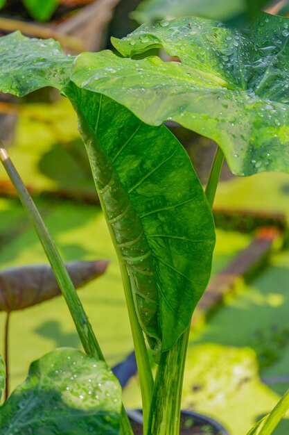 Colocasai midori sauer oder esculenta ist eine Wasserpflanze