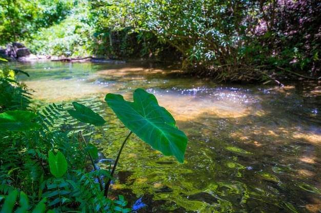 Foto colocasia esculenta folha, vulgarmente conhecida folha de taro perto do rio na floresta