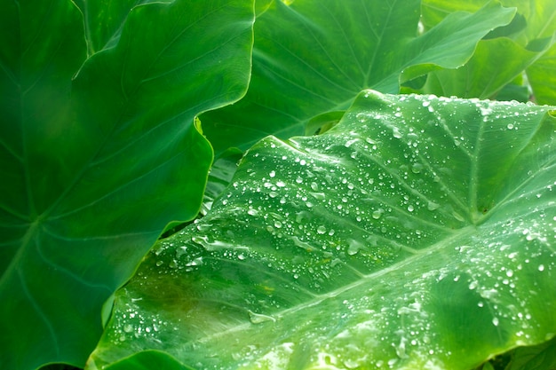 Colocasia esculenta var. Aguatilis y gotas de rocío por la mañana.