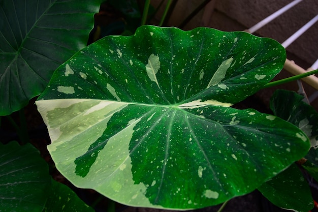 Colocasia 'Milky Way' tiene un hermoso patrón de follaje