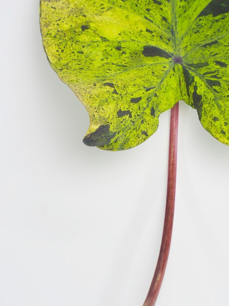 Colocasia Mojito auf weißem Hintergrund