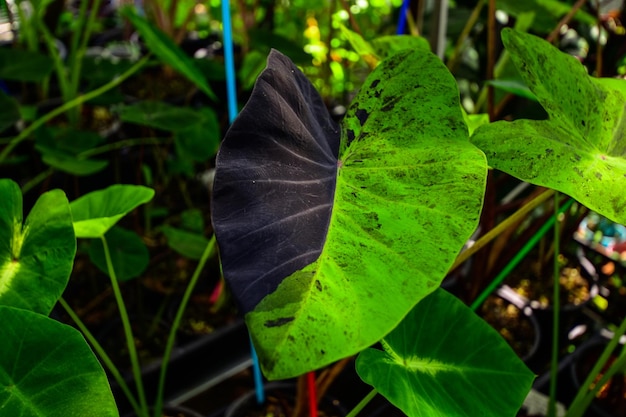 Colocasia Mojito hat ein ungewöhnliches Blattmuster