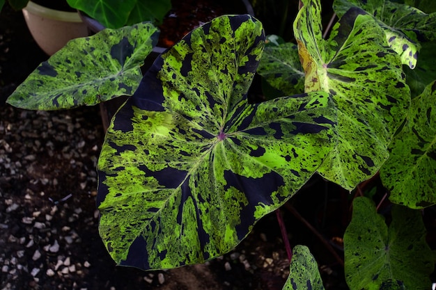 Foto colocasia mojito con hermosos patrones