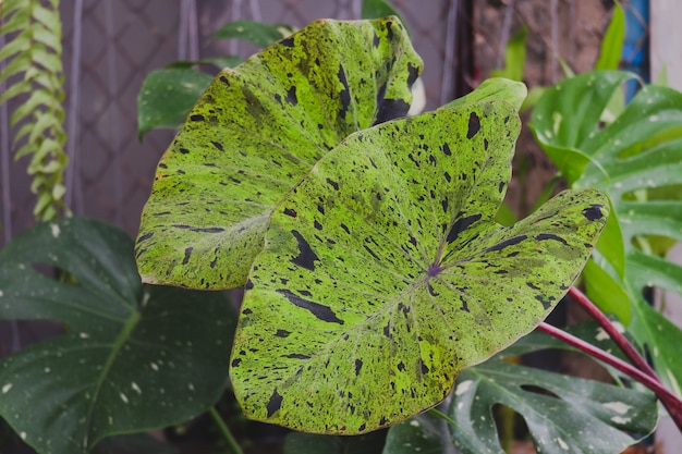 Colocasia mojito o colocasis esculenta mojito es una planta en araceae