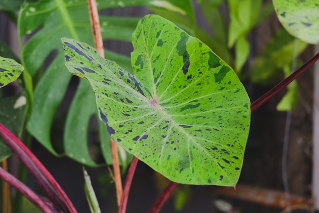 Colocasia Mojito oder Colocasis Esculenta Mojito ist eine Pflanze in Araceae