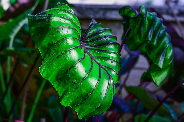 Colocasia Pharaohs Máscara hermosa después de la lluvia