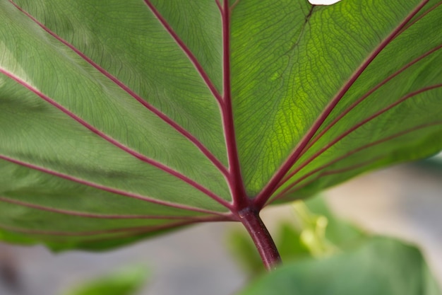 Colocasia sangria é uma bela planta de folha em araceae