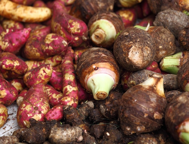 colocasia