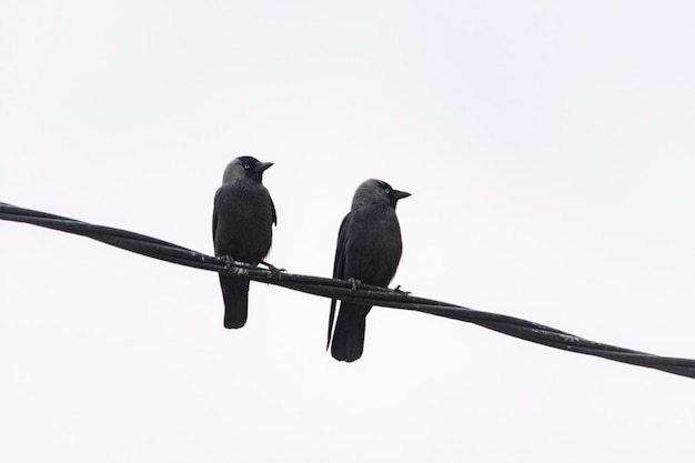 Coloeus monedula: la grajilla occidental es una especie de ave paseriforme de la familia Corvidae.