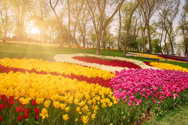 Colofur Tulpen Blumenbeet im Emirgan Park Istanbul Festival der Tulpenblumen