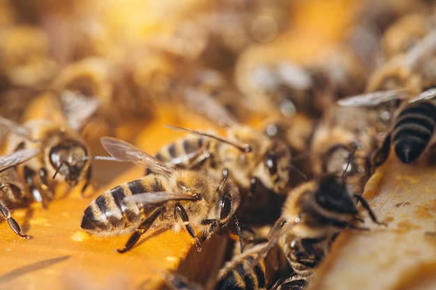 Colonia de abejas en colmena macro Células de cera de panal de abejas de trabajo con miel y polen