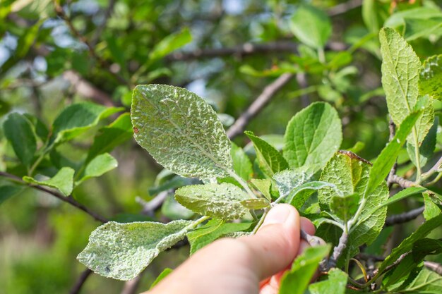 Una colonia de áfidos en las hojas verdes de una rama de ciruela sostenida por los dedos del jardinero Plagas de insectos de brotes verdes jóvenes