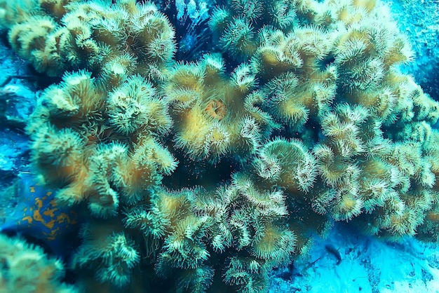 colonia de anémonas de mar bajo el agua corales