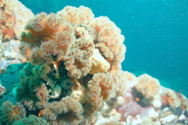 colonia de anémonas de mar bajo el agua corales