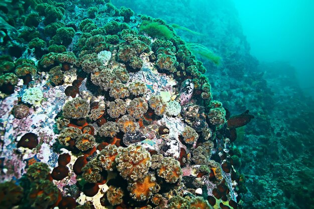 colonia de anémonas de mar bajo el agua corales
