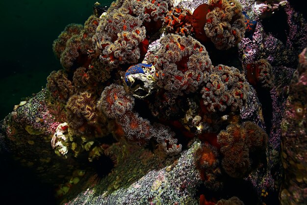 Foto colonia de anémonas marinas bajo corales acuáticos