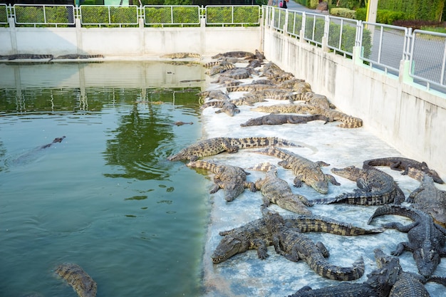 Una colonia de cocodrilos en el zoológico de Sriayuthaya Lion Park enfoque selectivo