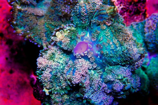 Foto colônia colorida de rhodactis de corais moles em forma de cogumelo