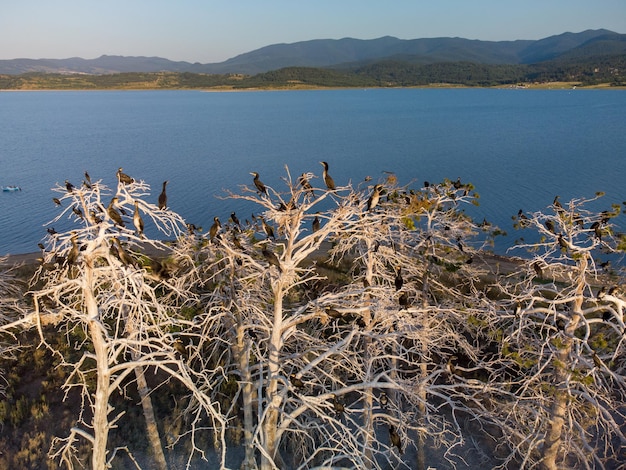 Colonia de cormoranes en pinos muertos lago Batak Bulgaria