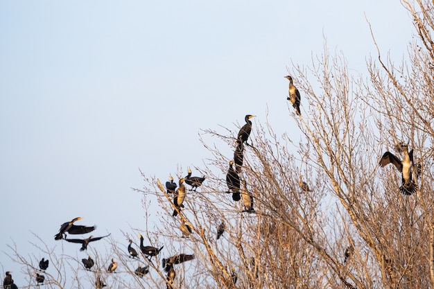 Colonia de cormoranes sentados en las ramas de un árbol