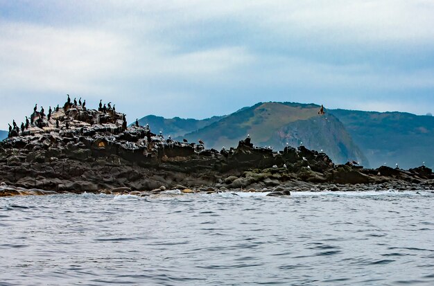 La colonia de cormoranes