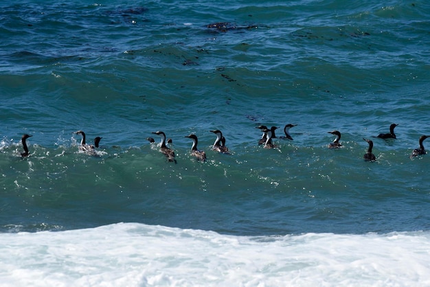 Foto colonia de cría de cormoranes imperiales isla paulet antarica