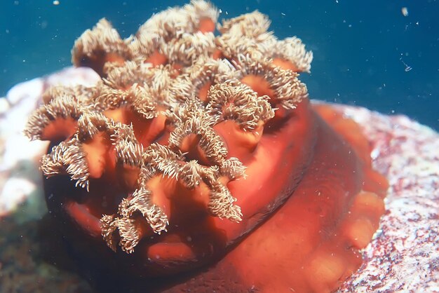 Foto colônia de anêmonas do mar sob corais de água