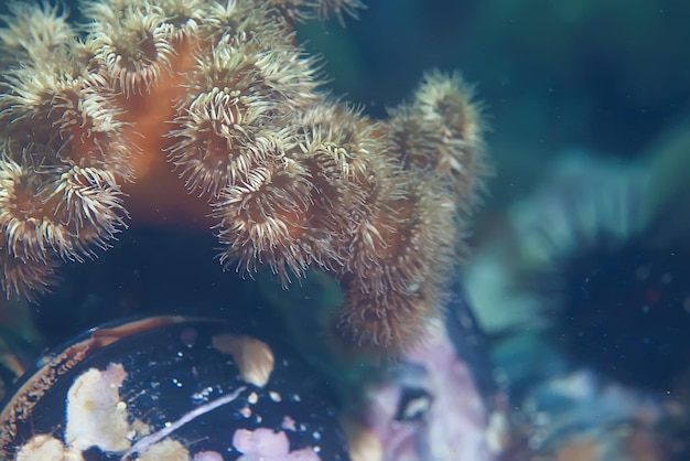 colônia de anêmonas do mar sob corais de água