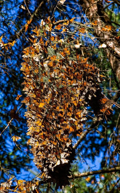 Colônia de borboletas monarca Danaus plexippus em galhos de pinheiro em um parque Reserva El Rosario da Biosfera Monarca Angangueo Estado de Michoacan México