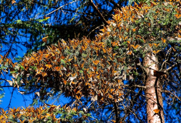 Colônia de borboletas monarca Danaus plexippus em galhos de pinheiro em um parque Reserva El Rosario da Biosfera Monarca Angangueo Estado de Michoacan México