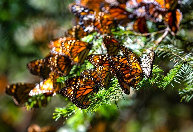 Colônia de borboletas monarca Danaus plexippus estão sentados em galhos de pinheiro em um parque Reserva El Rosario da Biosfera Monarca Angangueo Estado de Michoacan México