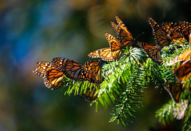 Colônia de borboletas monarca Danaus plexippus estão sentados em galhos de pinheiro em um parque Reserva El Rosario da Biosfera Monarca Angangueo Estado de Michoacan México