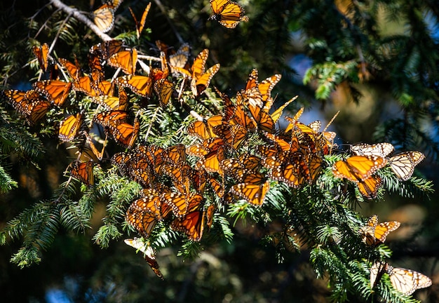 Colônia de borboletas monarca Danaus plexippus estão sentados em galhos de pinheiro em um parque Reserva El Rosario da Biosfera Monarca Angangueo Estado de Michoacan México