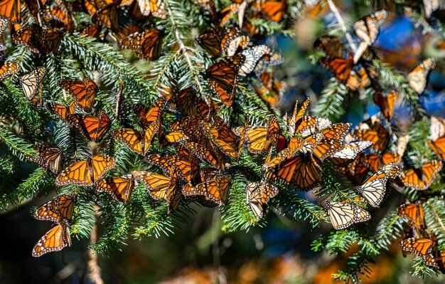 Colônia de borboletas monarca Danaus plexippus estão sentados em galhos de pinheiro em um parque Reserva El Rosario da Biosfera Monarca Angangueo Estado de Michoacan México