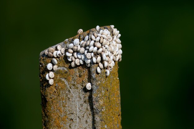 Foto colônia de caracóis afins