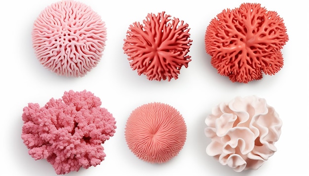 Colônia de corais vibrante beleza isolada em uma tela branca